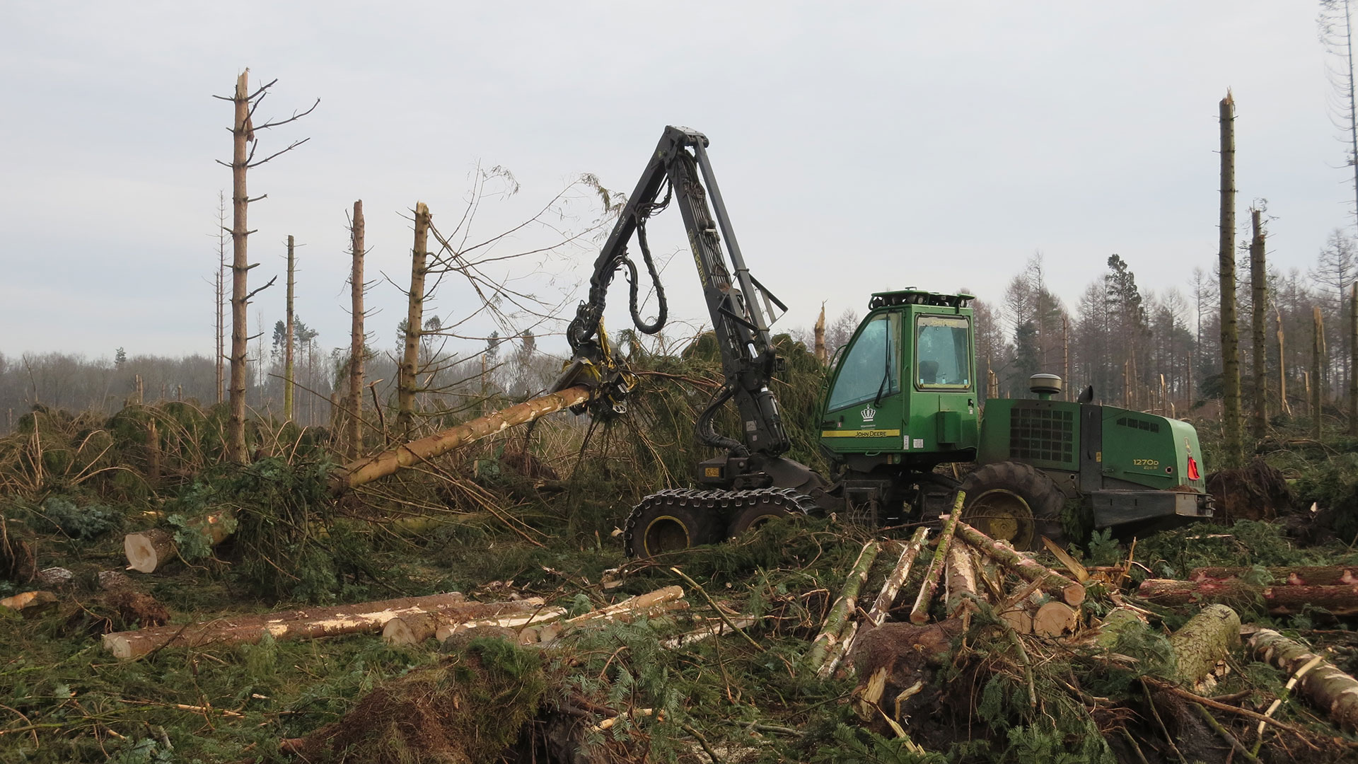 The Nature Agency Looks After The Danish Forests - Howdy Helps Them ...